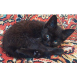 Милый чёрный котенок