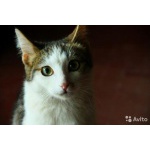 Очаровательный котик ищет дом