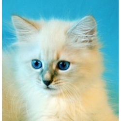 Невский маскарадный котик продаётся.