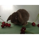 Большой выбор декоративных карликовых кроликов. Питомник в Москве