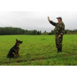 Передержка собак
