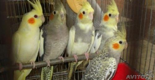 Корелла попугаи способные к разговору и общению птицы. Неприручимые 2,5 тр. Птицам от .2-2,5 месяца