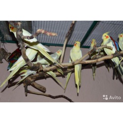 Корелла попугаи способные к разговору и общению птицы. Неприручимые 2,5 тр. Птицам от .2-2,5 месяца