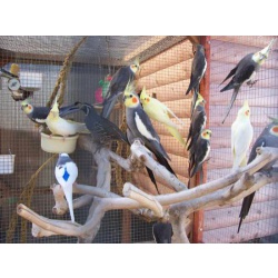 Продаю попугай карелла птенцы, молодые, есть птица на разведения. Обычный размер попугая корелла