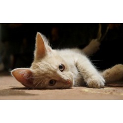 Маленький котенок персикового окраса ищет дом