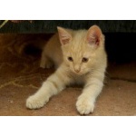 Маленький котенок персикового окраса ищет дом