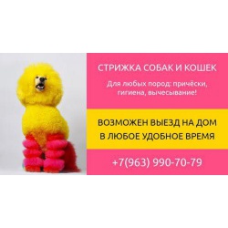 Стрижка собак и кошек