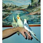Продаю попугай карелла птенцы, молодые, есть птица на разведения. Обычный размер попугая корелла