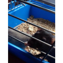 2 крысы, черная и дымчато-голубая