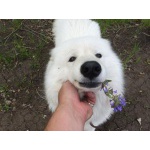 Вязка(Кабель)