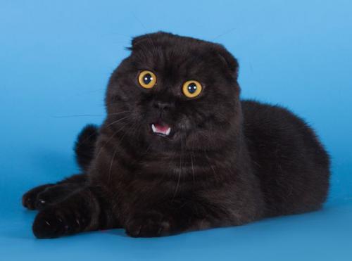 Красавец кот скотиш-фолд черный дым Екатеринбург