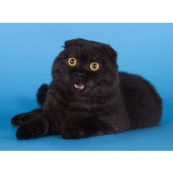 Красавец кот скотиш-фолд черный дым Екатеринбург
