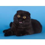 Красавец кот скотиш-фолд черный дым
