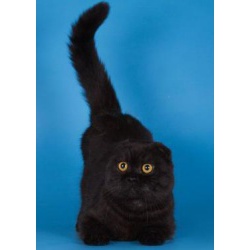 Красавец кот скотиш-фолд черный дым