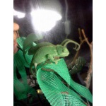 Продам Императорского скорпиона, хамелеона(йемен)
