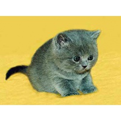 Питомник британских кошек Ольги Барсуковой. Предлагаются британские котята голубого окраса. Мальчики