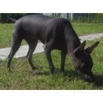  мексиканская голая собака (ксолоитцкуинтли),средние