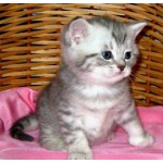 Британские котята вискас ШОУ-класс.