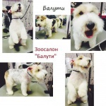 «Тримминг, стрижка собак в Ясенево, Бутово, Бирюлево