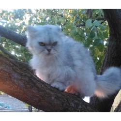 Срочно продам персидскую кошку!