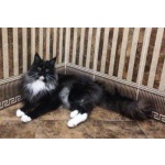 Котята мейн куны
