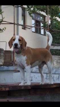 Пропала собака! Бигль.Алупка
