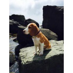 Пропала собака! Бигль.Алупка