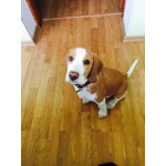 Пропала собака! Бигль.Алупка