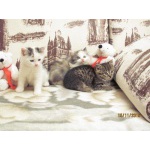 3 маленьких котенка