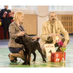 щенки кане корсо от вице. чемпиона мира