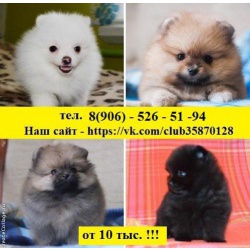 Щеночков Шпица продам недорого