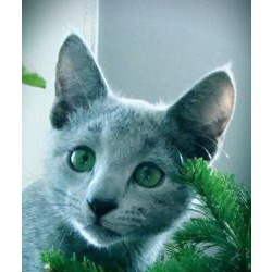Русские Голубые котята из питомника BEST BEAST