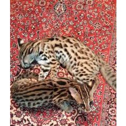 Азиасткие леопардовые котята алк