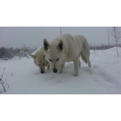 счастье в дом