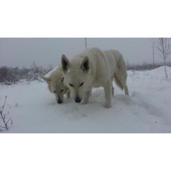 счастье в дом