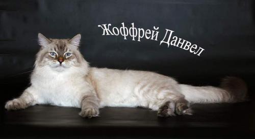 Сибирский невский маскарадный котёнок