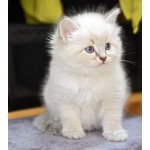 Сибирский невский маскарадный котёнок