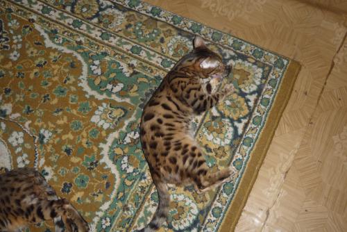 Бенгальские котята - чудо мини леопарды
