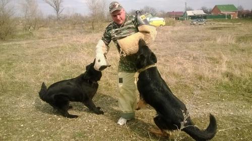 дрессировка собак Белореченск