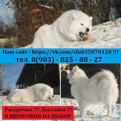 Щенятки самоедской лайки