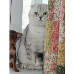 Вязка с вислоухим котом окрас Шиншилла