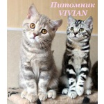 Британские мраморные котята ШОУ класс.