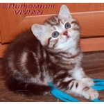 Британские котята шоколадный мрамор ШОУ класс.