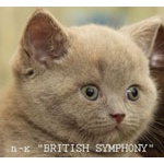 Продаются британские котята. Питомник 