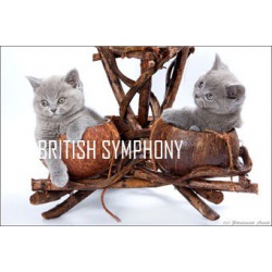 Британские котята из питомника "Британская Симфония".