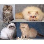 Домашний питомник персидских, гималайских и экзотических короткошерстных кошек