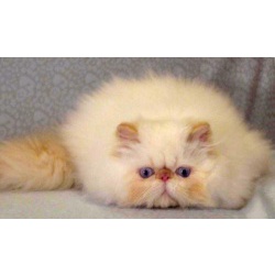 Домашний питомник персидских, гималайских и экзотических короткошерстных кошек