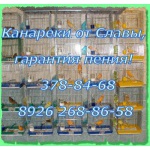 Продаются канарейки певчие, с гарантией пения.