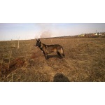 Верный друг ищет дом