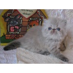 персидские котята с голубыми глазами (гималайские)